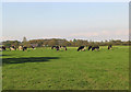 Pasture near Blackyett Mains