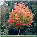 Maple tree, Coate Water country park, Swindon