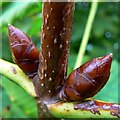 Horse chestnut buds, Dorcan Way, Swindon