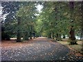 TQ4485 : Avenue of trees in Barking Park by Geographer