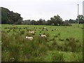 C8501 : Sheep, Ballymacilkil Road by Kenneth  Allen
