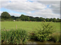 Grazing by the Macclesfield Canal, Cheshire