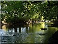 SS5206 : River Torridge by Derek Harper