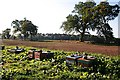 Beehives near Ardovie