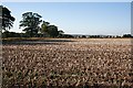 Tattie Field at Middle Drums