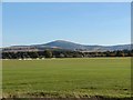 Tinto from Lanark Racecourse (1)