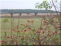 Over the fields, view towards Gipping Great Wood