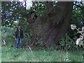 Old oak tree near Terling Ford, Essex