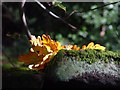 An Oak Leaf in Autumn