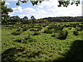 Field near Woolladon