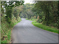 Passing old woodland en route to Rhydlewis