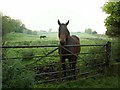 Friendly horse at Mallsgate