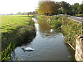 Yarrow Yeo Rhyne