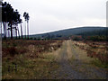 NX2864 : Forest road on south side of Fell Hill by David Baird