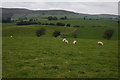 Sheep grazing near Llewetrog