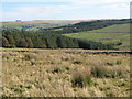 Moorland and plantation near The Hope