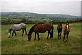 Horses above the Glyn, near Painscastle