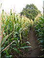 Maize Ripening