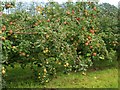 H9254 : Apple Orchard on Derryloughan Road, Loughgall. by P Flannagan