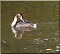 SX8375 : Great Crested Grebe, Stover by Derek Harper