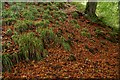 Autumn leaves, Glenoe glen