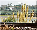 Pampas Grass by the Railway at Lelant