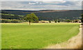 Grassland above Stoney Middleton