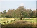 Wet grazing land near Solwaybank