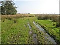 Wet field