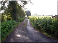 Country Lane off Derryardry Lane Derryhubbert, Portadown.