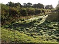 Morning sunlight near Norleigh Mill