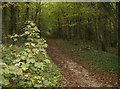 Woodland of Chessell Down