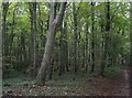 Woodland of Chessell Down