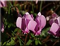 Cyclamen at Kenn