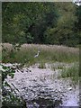 Pond in New Park Wood