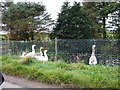 Domestic geese on pond at Brewthin