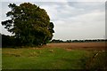 Field near Cranhouse Farm