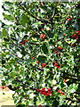 Common Holly (Ilex aquifolium)