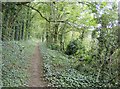 Bridleway below Shalcombe Down