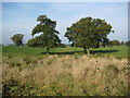 Trees in farmland opposite Springs Farm