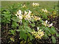 Honeysuckle near Lukes Hill