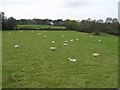 Sheep at Old Town