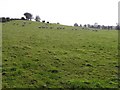 Sheep at Ballynian