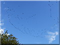 Grey geese over Braigiewell