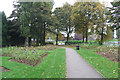 Last of the Roses, Miners Welfare Park, Bedworth