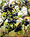 Sloes