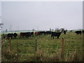 NY1736 : Cattle by Alexander P Kapp