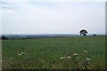 A View over Barnsley from Clayton