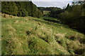 Valley below Ostrich Wood