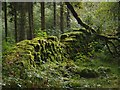 SO0617 : Mossy Stone Wall by andy dolman